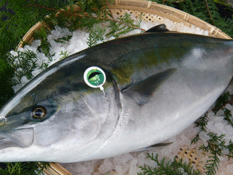今が旬！大分豊後水道カボス寒ぶりフィレ