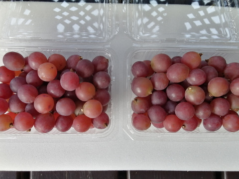 🦺希少品種🍇天候被害SOS🦺　　
　　　　　　　　🌿果汁タップリ🔴紅伊豆🌿　
　　 　　　　　【訳アリ紅伊豆の粒/約450g×2P程度】