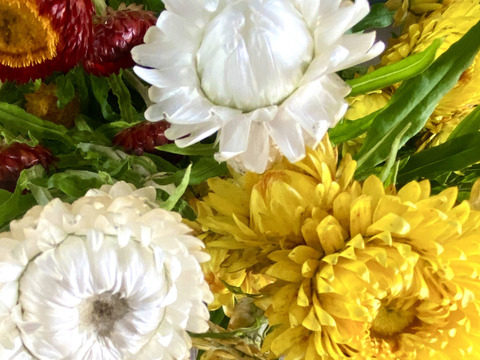 15本(40㎝)】ヘリクリサム(麦わら菊)お花屋さんで売ってい 15本(40㎝)】ヘリクリサム(麦わら菊)お花屋さんで売ってい