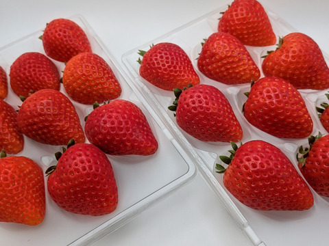 ジュワ～と果汁！贈答用！完熟とちあいか！やさしく苺を包むゆりカーゴ梱包！今話題の甘さが際立つ品種です！
約270g×2パック