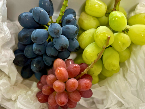 【福袋2025】彩りセット　ぶどう2品種＋粒カップアソート入り