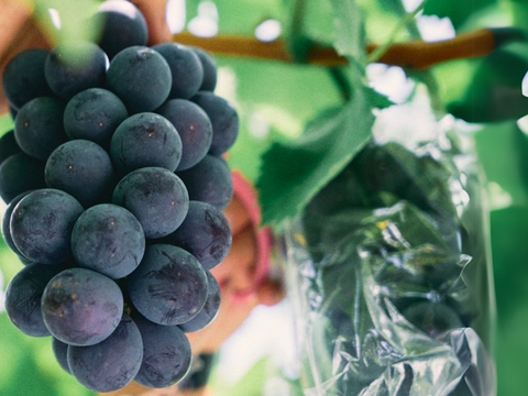 【福袋2025】彩りセット　ぶどう2品種＋粒カップアソート入り