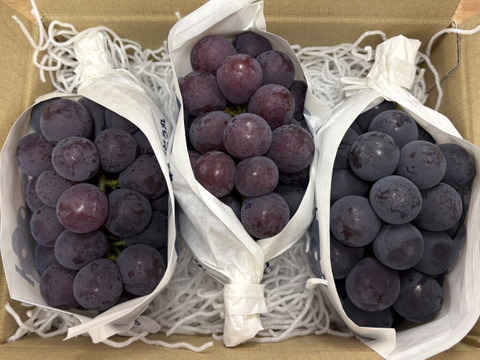 旬の果実！山梨県産ピオーネ1kg（2～3房）