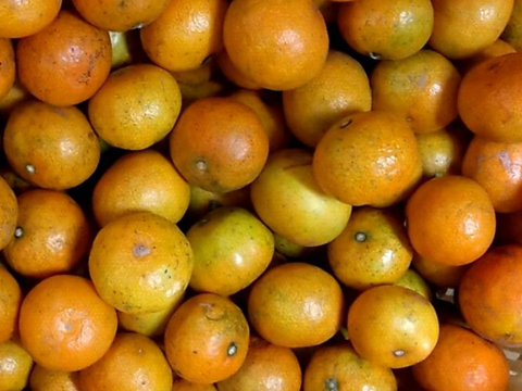 【小玉で濃さが違う！】瀬戸内 佐木島の〔訳アリ〕離島の極早生みかん２.５㎏  甘酸っぱくみずみずしい！【農薬・除草剤・防腐剤・ワックス不使用】