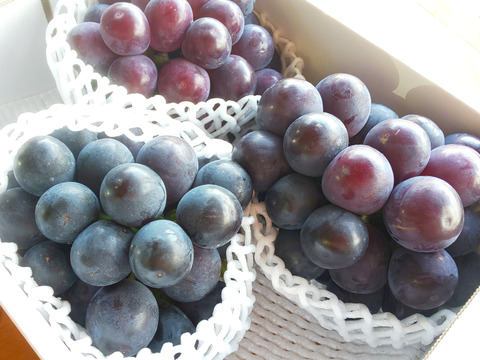 【訳あり】温室栽培ピオーネ　約２kg【期間＆数量限定】岡山県産