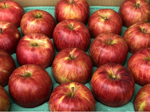 葉とらずサンつがる「ジュワッと果汁」家庭用約4.5Kg　青森県産　数量限定　つがる　りんご　葉