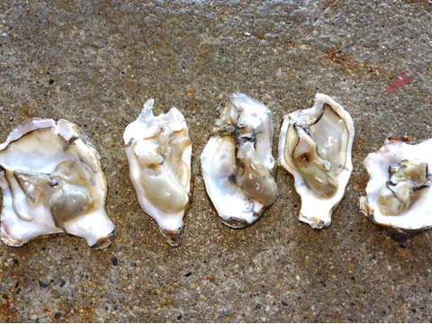 【1口5,000円】令和7年10月 牡蠣大量死 生産者応援チケット