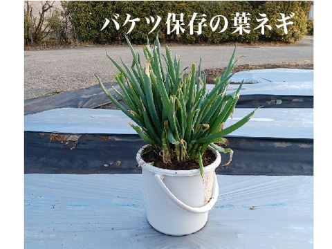 ✅【料亭用】✅【春の葉ネギ】【10%以上増量❗️❗️】通常1,8kg入りを→【2kg】に増量(S/M/Lサイズ混合)40～50本前後2,480円→1,480円✨信州産✨【特別栽培】✨【無消毒栽培】