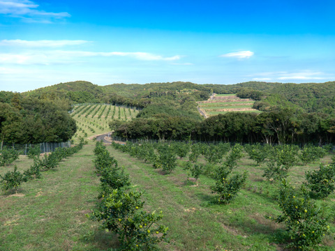【天皇杯受賞農家】高知県大月町産・農家直送 こじゃんとレモン 5kg（化学肥料/防腐剤/ワックス不使用）