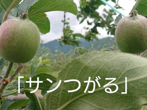 収穫始まりました！「サンつがる」約5kg　サンつがるは果汁が多く甘味を引き立てる酸味が魅力。昨年（2023年）は霜被害にあってしまいましたが今年はたくましく育ってくれています。（＾＾）