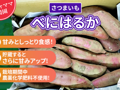 さつまいも　紅はるか　4.5ｋｇ　パチャママ農園