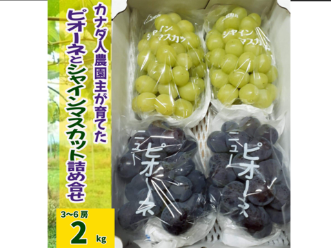 【カナダ人農園主の真心を込めた】ニューピオーネとシャインマスカット２品種詰め合わせ約２ｋｇ（ご家庭用）