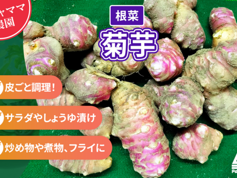 菊芋　きくいも　1.5ｋｇ　パチャママ農園