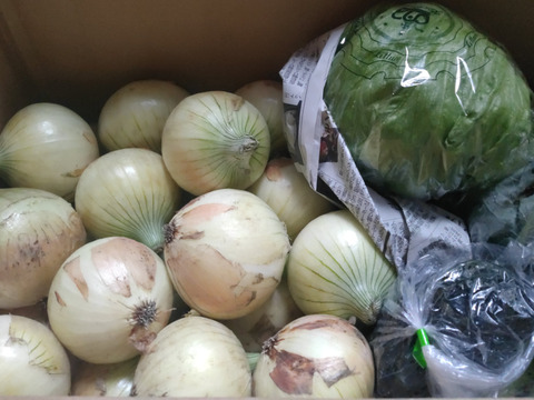大好評，地層が違う淡路島、新玉ねぎ七宝早生(風袋込み5キロ)