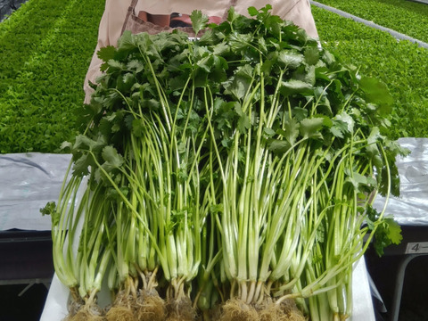 水耕栽培の朝獲りさわやかパクチー  1kg