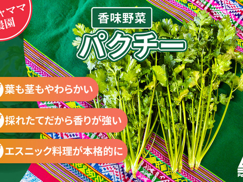 香りが違う！採れたて新鮮パクチー🌿1ｋｇ｜エスニック料理に｜パチャママ農園　Fresh Pakuchi (Cilantro / Coriander)
