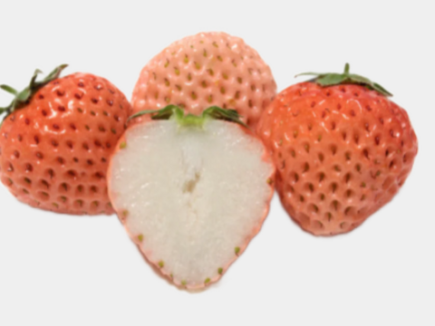 【贈答用・限定出荷】軽井沢産・希少いちご 桃薫（とうくん）350g前後×2P｜白桃のような香り漂う冬限定フルーツ苺