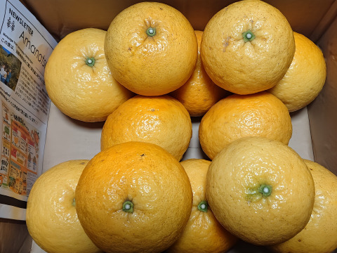 【超熟甘夏 – 雨と太陽と時間が育てた果実】尾鷲甘夏5kg