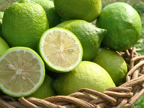 【天皇杯受賞農家】高知県大月町産・農家直送 こじゃんとレモン 5kg（化学肥料/防腐剤/ワックス不使用）