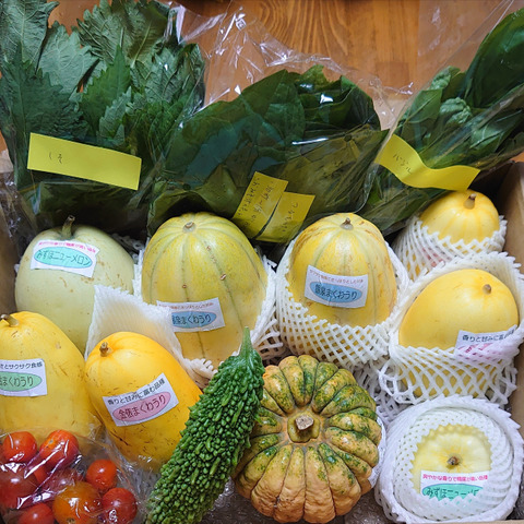 自然の甘さとサクサク食感のマクワウリセット（その他季節の野菜も