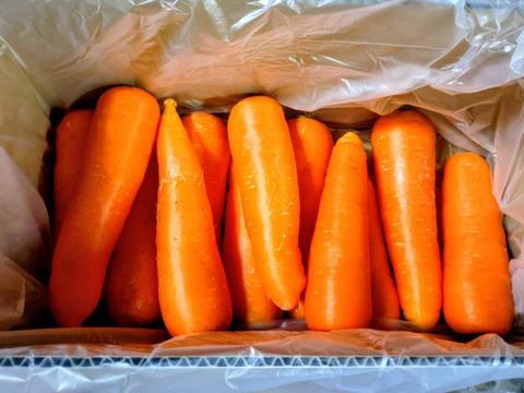 お買い得！【大きめサイズ】甘み極上の雪下人参「灯かり」(4㎏)