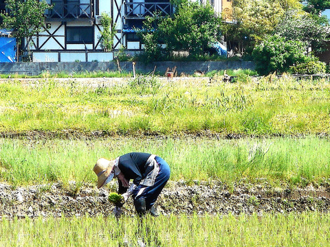 新潟県産の食べ比べセットで【こしひかり】と【恋の予感】と【ひとめぼれ】そして【縁結び】と【新之助】いう新潟県で栽培したお米で、9袋の合計2.8㎏で、12月20日～1月10日迄の注文に限る限定価格です