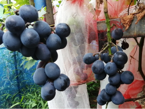 農薬不使用！さっぱりジューシーな「ブラックビート」1kg