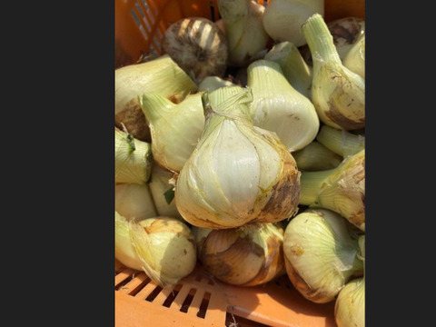 【訳あり数量限定】淡路島産ブランド新玉ねぎ 『にじたま』極早生 5kgダンボール入り（ご家庭用・17～20個前後） 使いやすいM・L・2L混在！◎農家直送