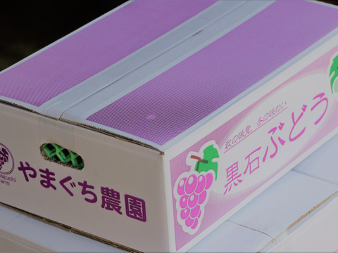 【山奥のぶどう】青森県産スチューベン 約2kg詰め