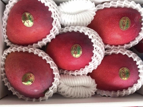【2021年発送】完熟アップルマンゴー（贈答用2kg）