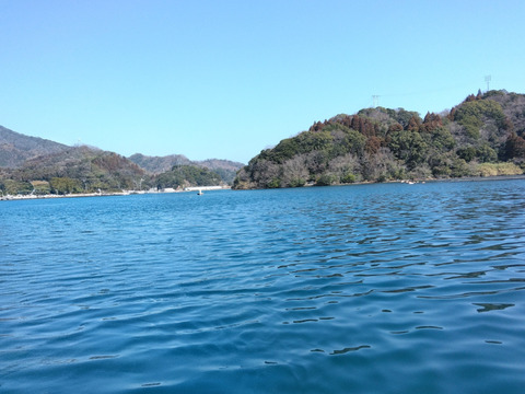 活き豊後マダコ