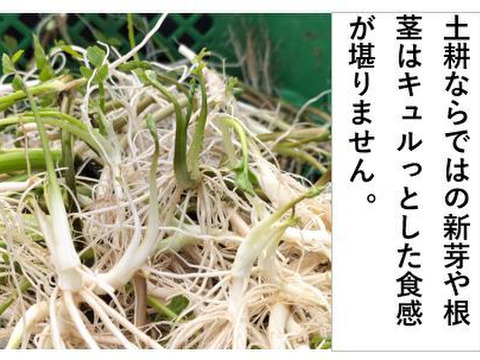 セリ＜約1kg＞ ギシッとした歯応え、土耕特有の香りと辛み！【冬ギフト】