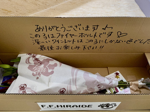 【球根生産中止商品】■ファイヤーボルト5本束■F.F.HIRAIDEのコーポレートリリーとしていた子が遂に今回で最後になってしまいました(/ω＼)見納めです。