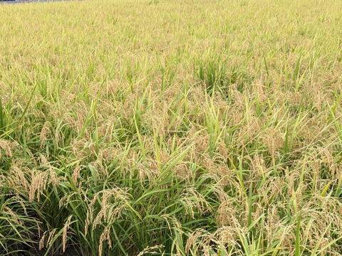 喜多村家のもち米　白米4.5kg　2024年産ヒデコモチ