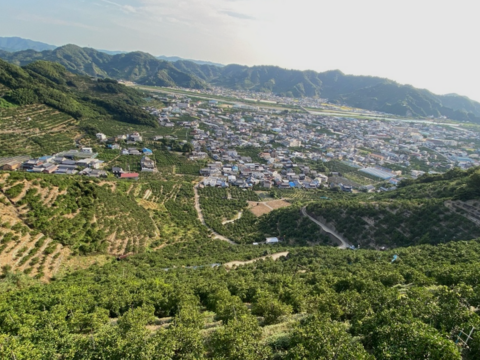 【世界農業遺産認定】蔵で熟成させた、本物の甘さを家族に