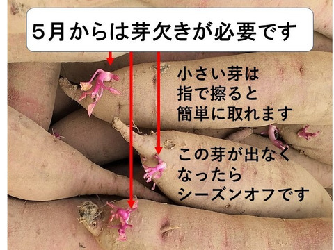 さつまいも（紅はるか）長期間地下室熟成で甘い 大分県産Mサイズ９ｋｇ　焼芋ラテの素オマケ付き