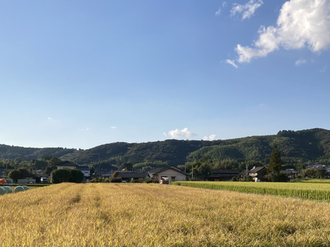 令和4年度新米　湧き水で育った熊本県産ヒノヒカリ(農薬　化学肥料　除草剤不使用)白米20k