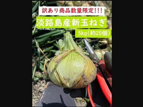 【訳あり数量限定】淡路島産ブランド新玉ねぎ 『にじたま』極早生 5kgダンボール入り（ご家庭用・17～20個前後） 使いやすいM・L・2L混在！◎農家直送