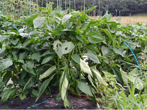 【お試し】北海道産　旬の夏野菜セット1.2Kg(4～5品目)