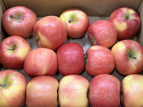 🍎小玉が多め🍎【お買い得・バラ詰め】こうとく !! 約3Kg 家庭用 高徳 数量限定 りんご『話題のリンゴはここみつけたら即買いをお勧めします!!』