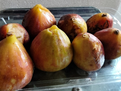 農薬不使用栽培　兵庫産 ご家庭用　イチジク　500ｇ②