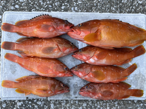 明日朝まで限定！捕れたて！アカハタ 約3kgオーバー 長崎県対馬市(内臓・鱗処理済)