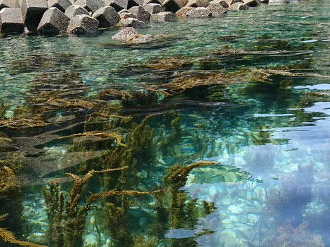 鉄釜が引き出す「黒」と「食感」！
『島鹿尾菜』しまひじき／柔め（50g）