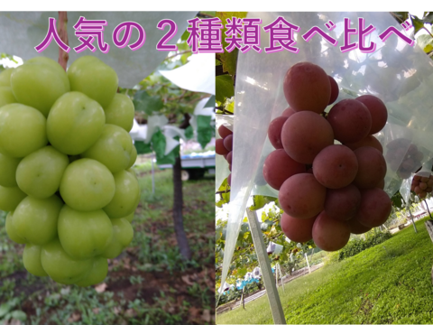 牧丘天空の丘 シャイン＆クインニーナ」 約1kg(2房) 10月7日～発送