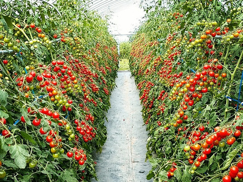 ★ミニトマト3種食べ比べ★化学農薬不使用ミニトマト、甘っこ1kg＋雅1kg＋ピッコラカナリア1kg、合計3kg　北海道産