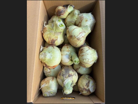 【訳あり数量限定】淡路島産ブランド新玉ねぎ 『にじたま』極早生 5kgダンボール入り（ご家庭用・17～20個前後） 使いやすいM・L・2L混在！◎農家直送