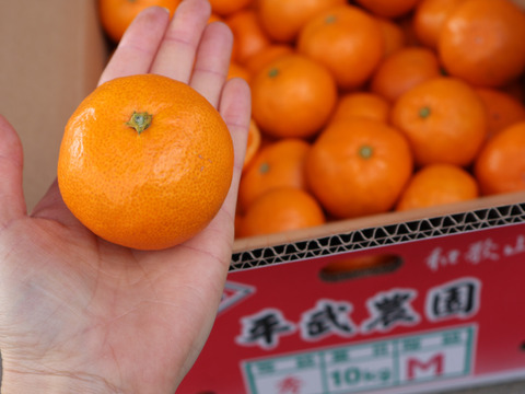 【冬ギフト】農家直送！有田みかん3kg≪Mサイズ 秀品≫【平武農園】～蛍飛ぶ町から旬の便り～　和歌山｜有田｜田口｜ギフト｜こだわり　産地直送　お取り寄せ