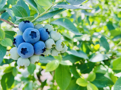 【７月発送】お買い得！完熟ブルーベリー 中玉サイズ　750g(150ｇ小箱×5)