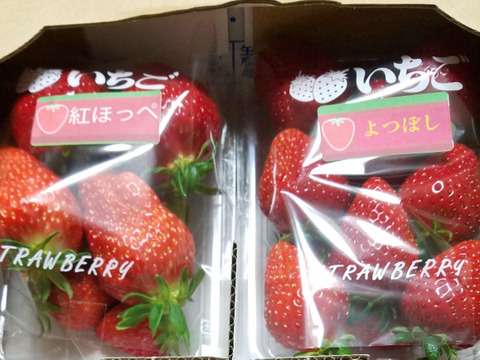 最高糖度19度！！　兵庫県産　高糖度イチゴ　　1パック約300g×2　　多品種あります。