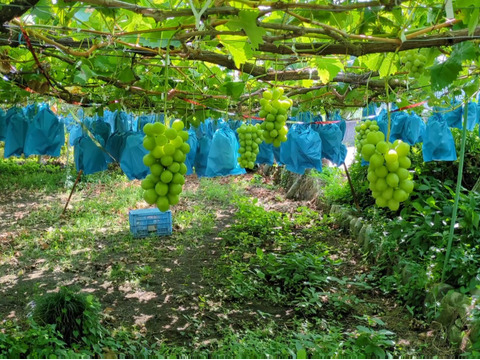 🍇【山梨県笛吹市産】☆粒売り☆シャインマスカット 約1.0kg